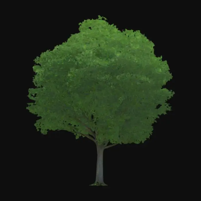 3D model for Green Sylva