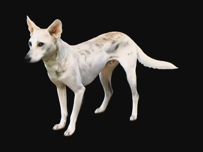 3D model for Canine Elegance