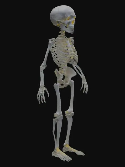3D model for Please make for me a beautiful anatomically correct human pediatric skeletal system made of glowing luminous white silicon. Highest detail possible.
