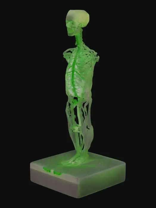 3D model for Please make for me a beautiful anatomically_correct human pediatric arterial_system made of glowing luminous green silicon. Highest detail possible. Educational reference.