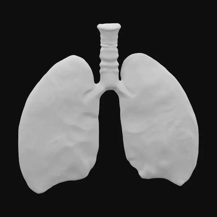 3D model for Please make for me a beautiful anatomically correct human pediatric respiratory system. made of glowing luminous topaz silicon. Highest detail possible.