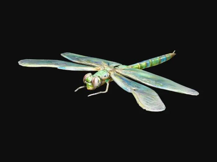 3D model for Eine Libelle mit einem schlanken, segmentierten Körper, der oft metallische Blau-, Grün- oder Bronzetöne aufweist. Ihr großer Kopf besitzt zwei prominente, facettierte Augen, die einen Großteil der Oberfläche bedecken. Vier filigrane, transparente Flügel mit einem komplexen Netz feiner Adern sind am Thorax befestigt. Sechs kurze, stachelige Beine, die oft eng am Körper anliegen, sind unter dem Thorax positioniert und ermöglichen das Fangen von Beute. Die gesamte Oberfläche wirkt glatt und leicht schimmernd.