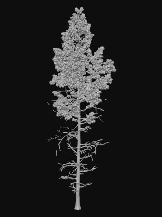 3D model for Snowy Pine