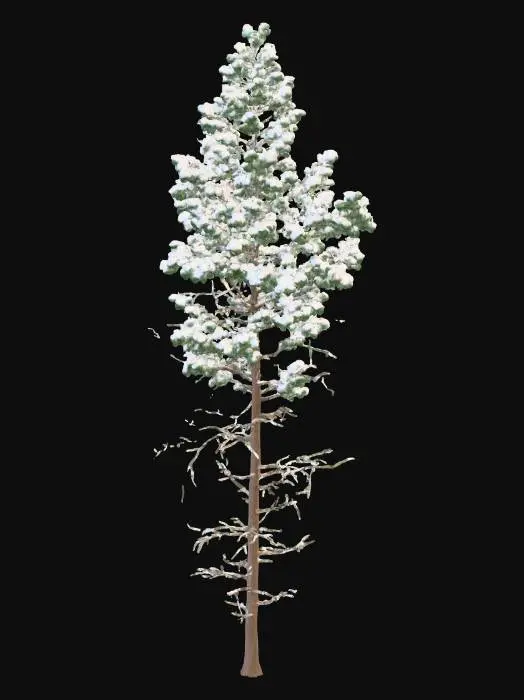 3D model for Snowy Pine