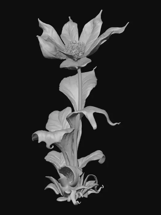 3D model for 神秘魔法植物