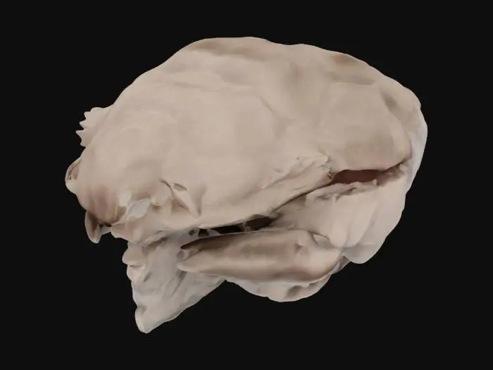 3D model for Crab head sculpt Model for 3d printing, with hold in bottom of the neck for a neck peg to pose