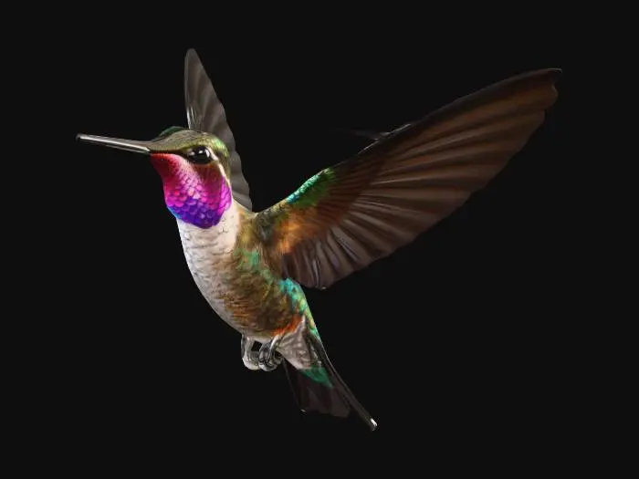 3D model for Птица колибри. реализм с раскрытыми крыльями. В полёте.