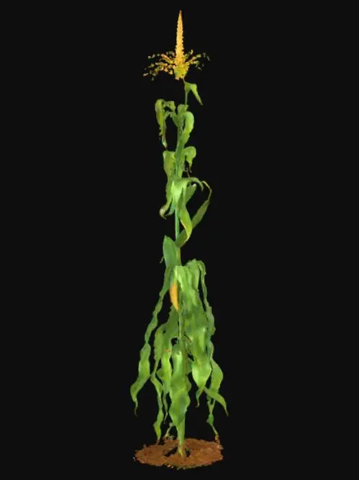 3D model for Withered Stalk