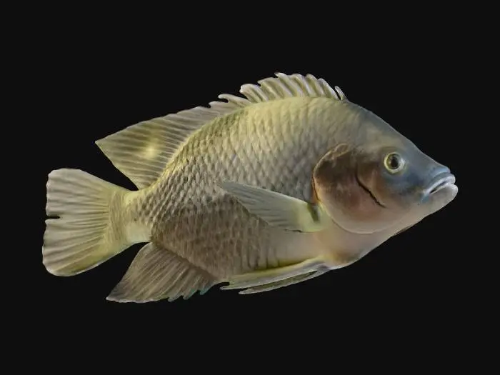 3D model for Serene Swimmers