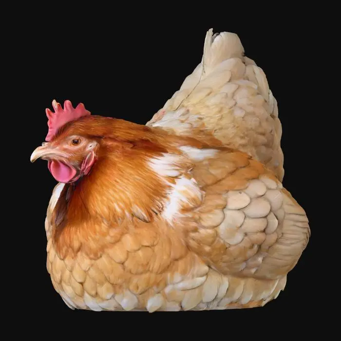 3D model for Brooding Hen