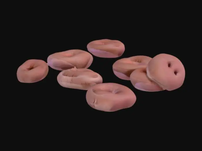 3D model for Red Blood Cells SEM