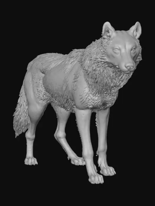 3D model for A highly realistic grey wolf 3D model, meticulously detailed to resemble photogrammetry. Its dense fur features varying shades of grey and brown, showcasing individual strands and natural texture. The powerful canine physique exhibits taut muscles and defined bone structure, captured in a watchful, neutral stance. Its keen eyes and lifelike realism convey authentic wild character.