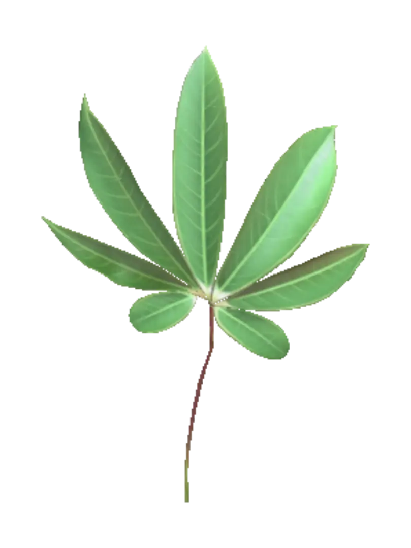 leaf