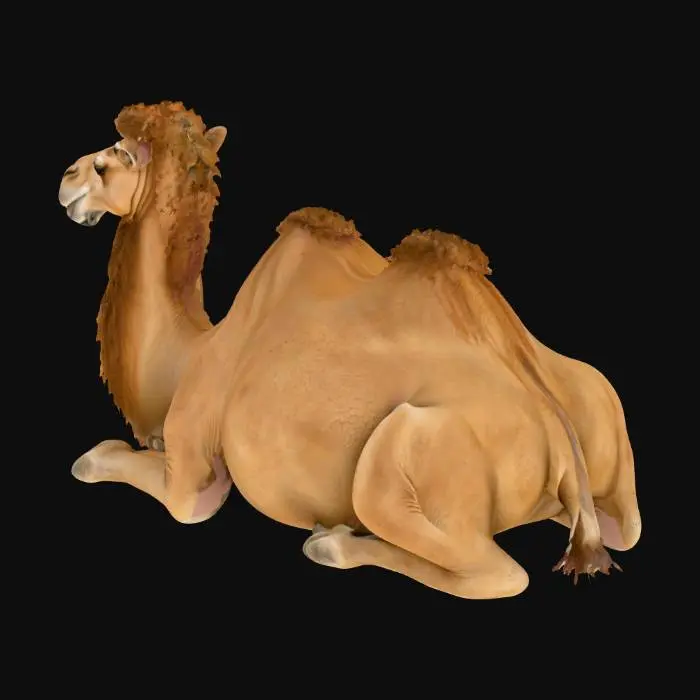 3D model for high resolution 3D model of a resting camel, realistic textures