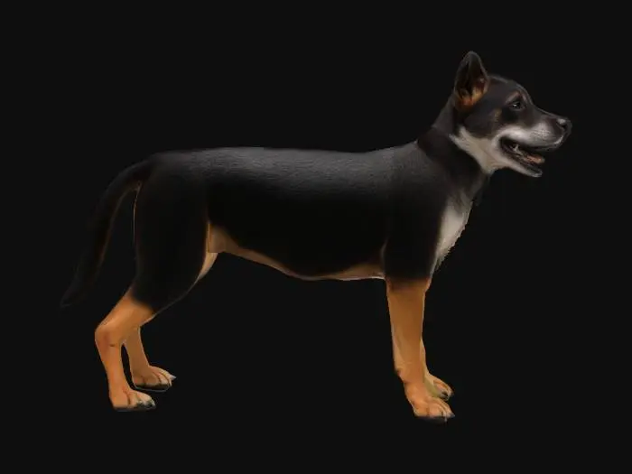 3D model for Attentive Athletic Canine