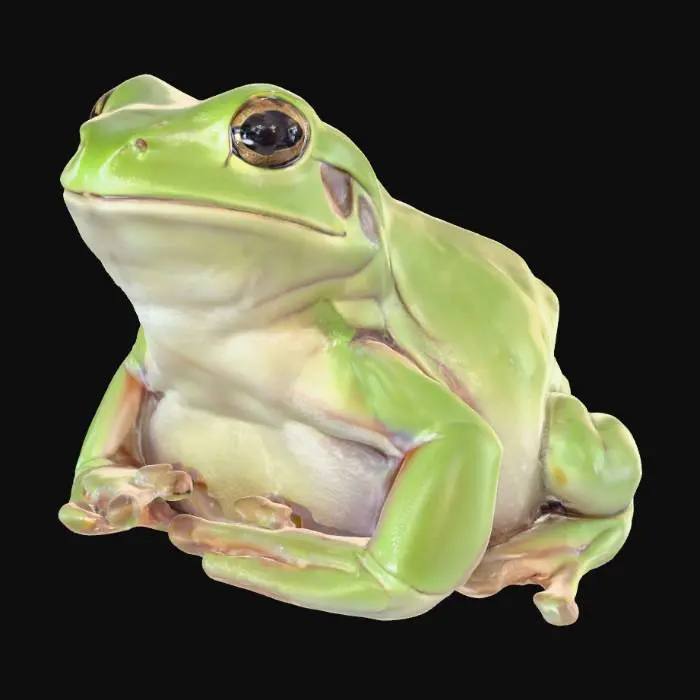 3D model for White tree Frog