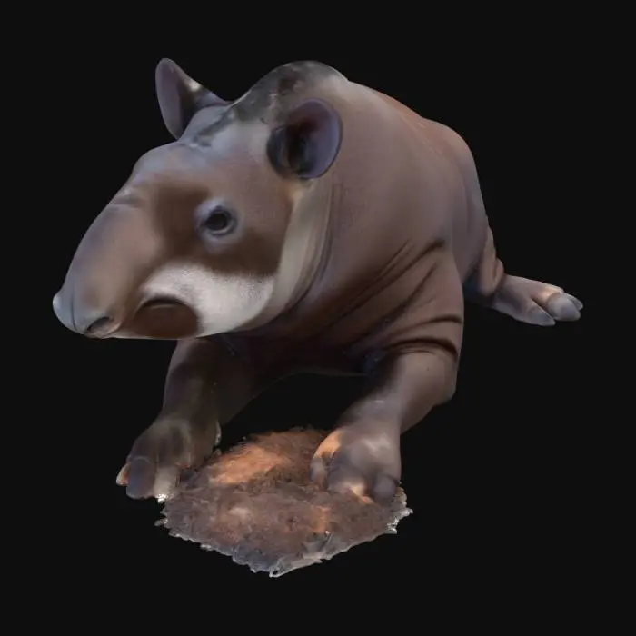 3D model for Tranquil Tapir