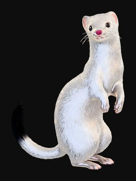 3D model for 날씬하고 우아한 하얀 족제비 캐릭터로, 몸 전체가 부드럽고 풍성한 백색 털로 덮여있어 섬세한 촉감을 선사합니다. 생기 넘치는 핑크색 코와 크고 반짝이는 귀여운 눈망울이 특징입니다. 길고 가느다란 꼬리는 끝부분이 선명한 검은색으로 대비되며, 두 번째 이미지의 날렵한 비율을 반영한 매끄러운 유기적 곡선 형태를 지닌 3D 모델입니다.