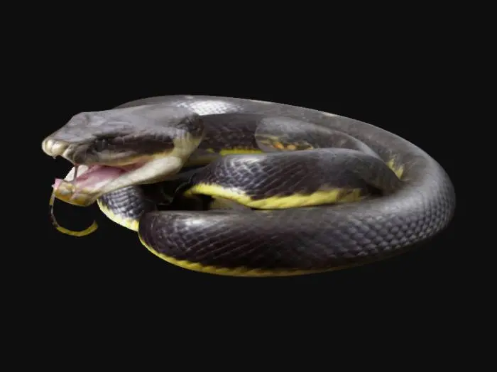 3D model for slithering snake
