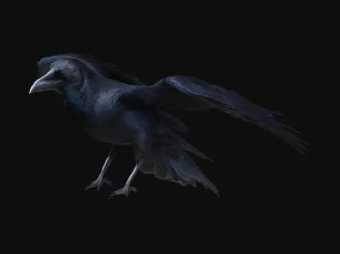 3D model for a raven