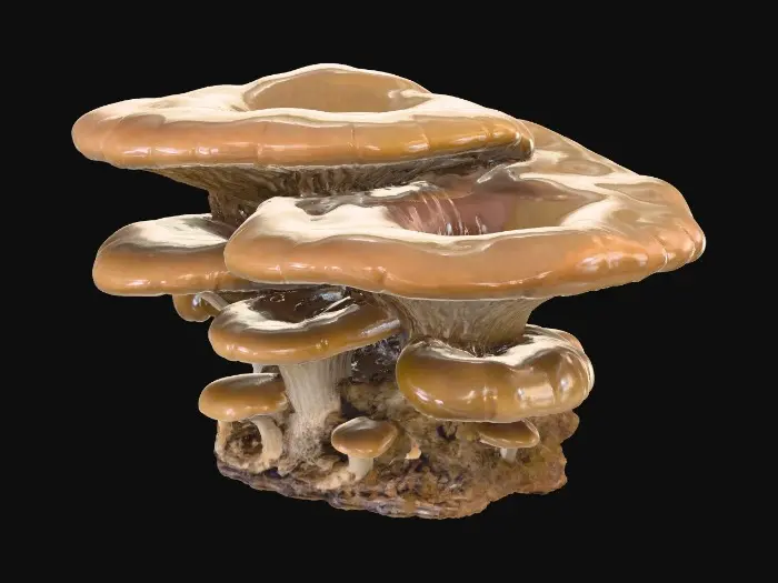 3D model for shelf fungi. oval shape. smaller shelf fungi below