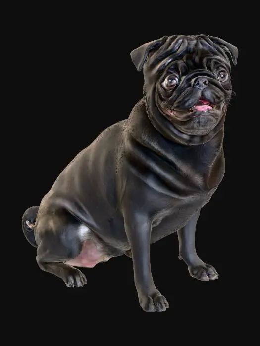 3D model for Pug Sitting