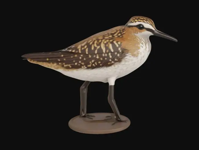 3D model for Wood_Sandpiper