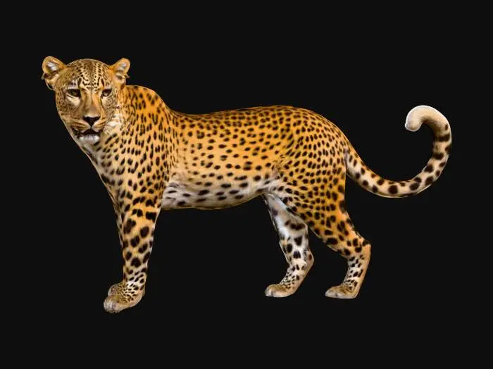 3D model for Majestic Leopard