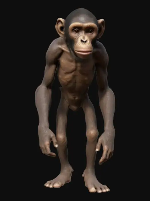 3D model for Australopithecus