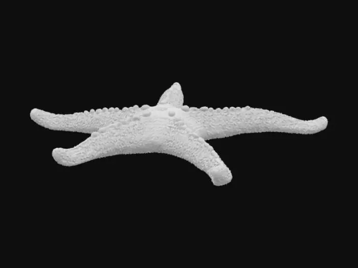 3D model for Starfish (sea star) a.k.a "Asteroidea"