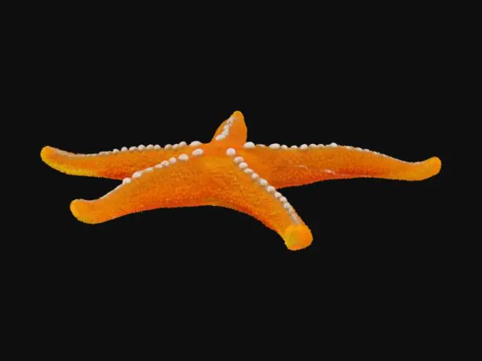 3D model for Starfish (sea star) a.k.a "Asteroidea"
