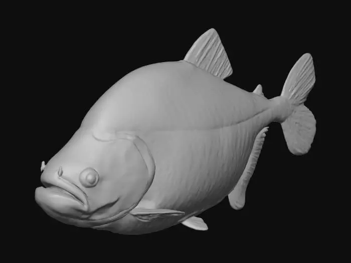 3D model for Black Piranha