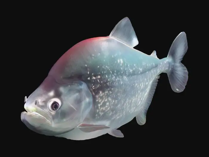 3D model for Black Piranha