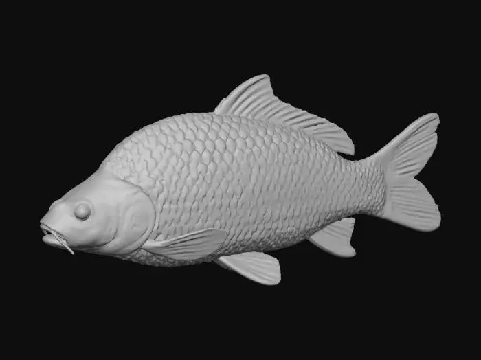 3D model for Common Carp