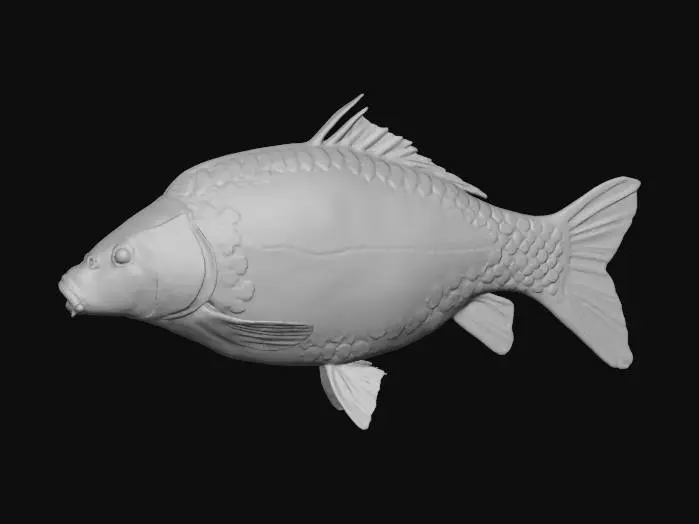 3D model for Mirror Carp