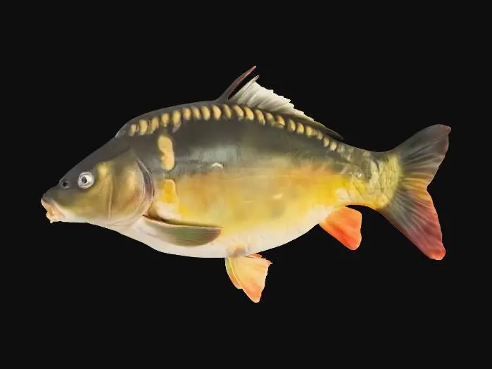 3D model for Mirror Carp