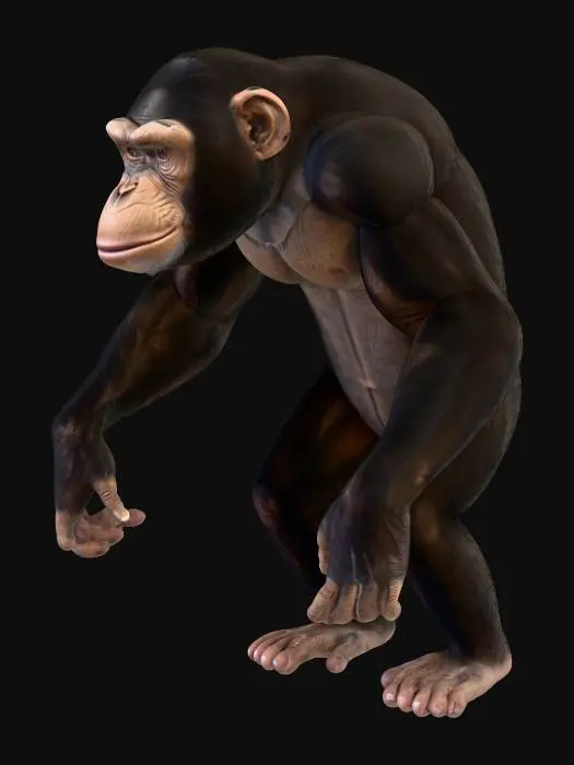 3D model for A highly realistic 3D model of an adult chimpanzee, standing on all fours in a neutral pose. Detailed anatomy with muscular structure, natural proportions, and accurate face features. Short dark brown and black fur with slight variation in tone, visible skin on the face, ears, hands, and feet. Photorealistic PBR textures (albedo, normal, roughness), UV-mapped. Neutral T-pose or A-pose option for rigging. Game-ready topology suitable for Blender import (.fbx/.glb). High detail but optimized mesh for animation.
