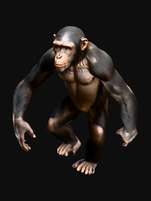 3D model for A highly realistic 3D model of an adult chimpanzee standing upright on two legs in a neutral pose. Accurate proportions with detailed anatomy, expressive face, muscular arms, and visible hands and feet. Short dark brown and black fur with natural color variation, with exposed skin on the face, ears, palms, and soles. Photorealistic PBR textures (albedo, normal, roughness), UV-mapped. Clean, game-ready topology optimized for animation in Blender (.fbx or .glb). Neutral standing pose suitable for rigging.