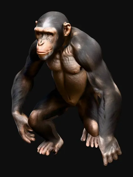 3D model for A highly realistic 3D model of an adult chimpanzee standing upright on two legs in a neutral pose. Accurate proportions with detailed anatomy, expressive face, muscular arms, and visible hands and feet. Short dark brown and black fur with natural color variation, with exposed skin on the face, ears, palms, and soles. Photorealistic PBR textures (albedo, normal, roughness), UV-mapped. Clean, game-ready topology optimized for animation in Blender (.fbx or .glb). Neutral standing pose suitable for rigging.