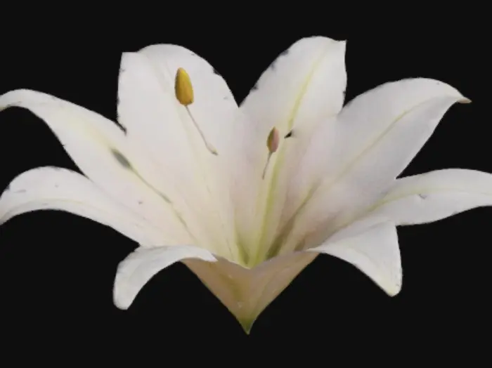 3D model for Purity Blossom