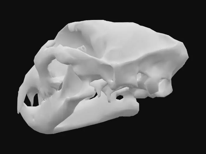 3D model for Feline Skull Mystery