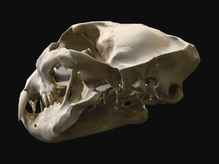 3D model for Feline Skull Mystery