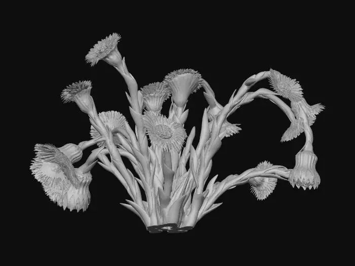 3D model for Tussilago farfara