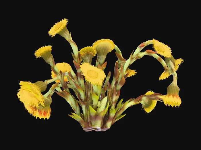 3D model for Tussilago farfara