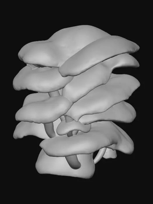 3D model for Mushroom Cascade