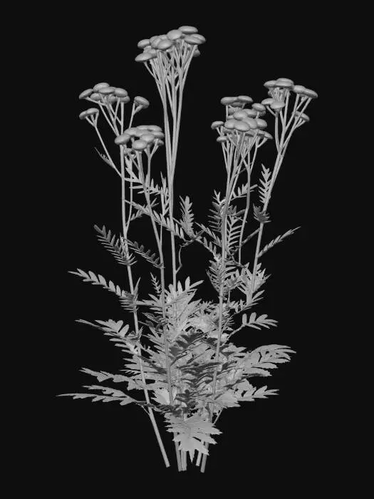 3D model for Isolate the following plant (tansy) from the image. Make it tall