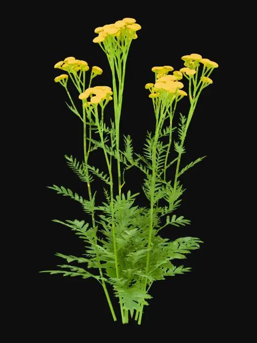 3D model for Isolate the following plant (tansy) from the image. Make it tall
