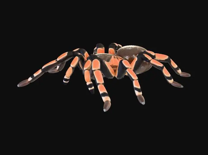 3D model for Tarantula on Black Background