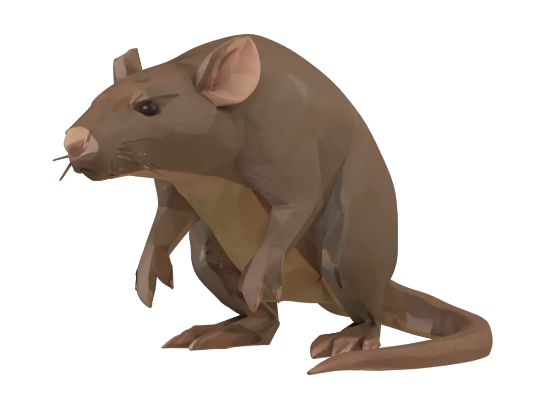 rat