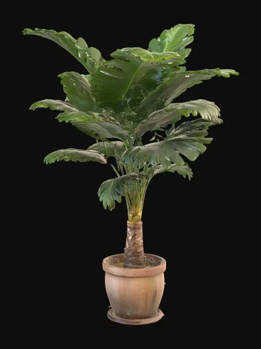3D model for Home big palm plant in the pot